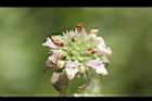 頭香花苦草-花30.JPG