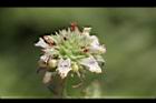 頭香花苦草-花31.JPG