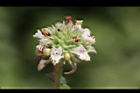 頭香花苦草-花32.JPG