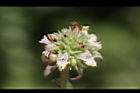 頭香花苦草-花33.JPG