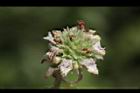 頭香花苦草-花36.JPG