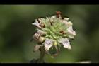 頭香花苦草-花37.JPG