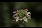 頭香花苦草-花38.JPG