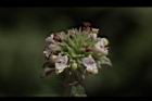 頭香花苦草-花39.JPG