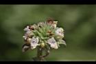 頭香花苦草-花43.JPG