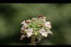 頭香花苦草-花46.JPG