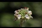 頭香花苦草-花48.JPG