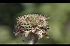 頭香花苦草-花54.JPG