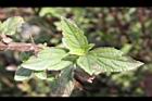 頭香花苦草-葉00.JPG