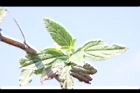 頭香花苦草-葉02.JPG