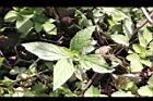 頭香花苦草-葉03.JPG