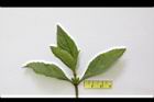 頭香花苦草-葉序2.JPG