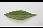 頭香花苦草-葉正1.JPG