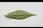 頭香花苦草-葉背1.JPG