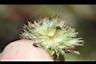 頭香花苦草-蟲瀴00.JPG