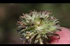 頭香花苦草-蟲瀴05.JPG
