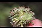 頭香花苦草-蟲瀴06.JPG