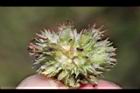 頭香花苦草-蟲瀴07.JPG