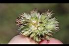 頭香花苦草-蟲瀴08.JPG