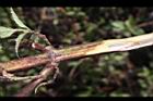頭香花苦草-髓心03.JPG