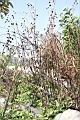 頭香花苦草06.JPG