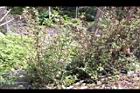 頭香花苦草08.JPG