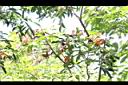 頷垂豆-實00.JPG