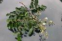頷垂豆-花01.jpg