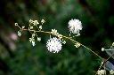 頷垂豆-花03.jpg