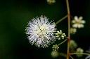 頷垂豆-花04.jpg