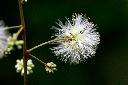 頷垂豆-花05.jpg
