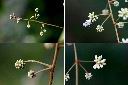 頷垂豆-花苞1.jpg