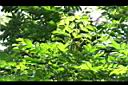 頷垂豆12.JPG