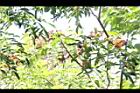 頷垂豆-實01.JPG