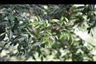 頷垂豆-花00.jpg