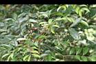 頷垂豆-花07.jpg