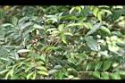 頷垂豆-花08.jpg