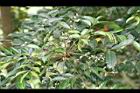 頷垂豆-花10.jpg