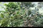 頷垂豆-花11.jpg