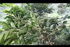 頷垂豆-花12.jpg