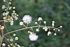 頷垂豆-花16.jpg