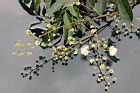 頷垂豆-花21.jpg