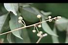 頷垂豆-花苞04.jpg