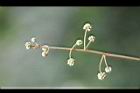 頷垂豆-花苞05.jpg
