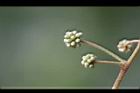 頷垂豆-花苞06.jpg