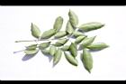 頷垂豆-葉背10.JPG