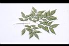 頷垂豆-葉背17.JPG