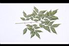 頷垂豆-葉背18.JPG