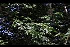頷垂豆19.JPG