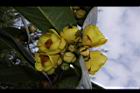 大葉金花茶-花03.JPG